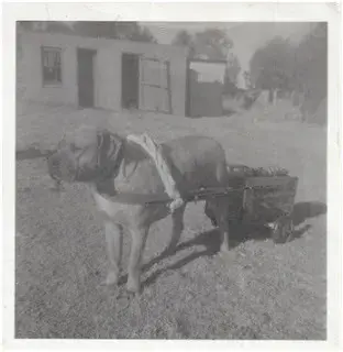 A kutya
