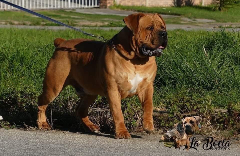 About Boerboels 2