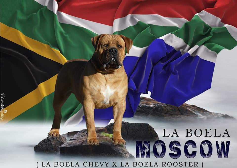 About Boerboels