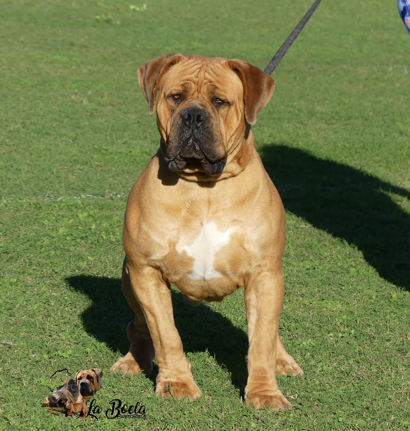 About Boerboels 5