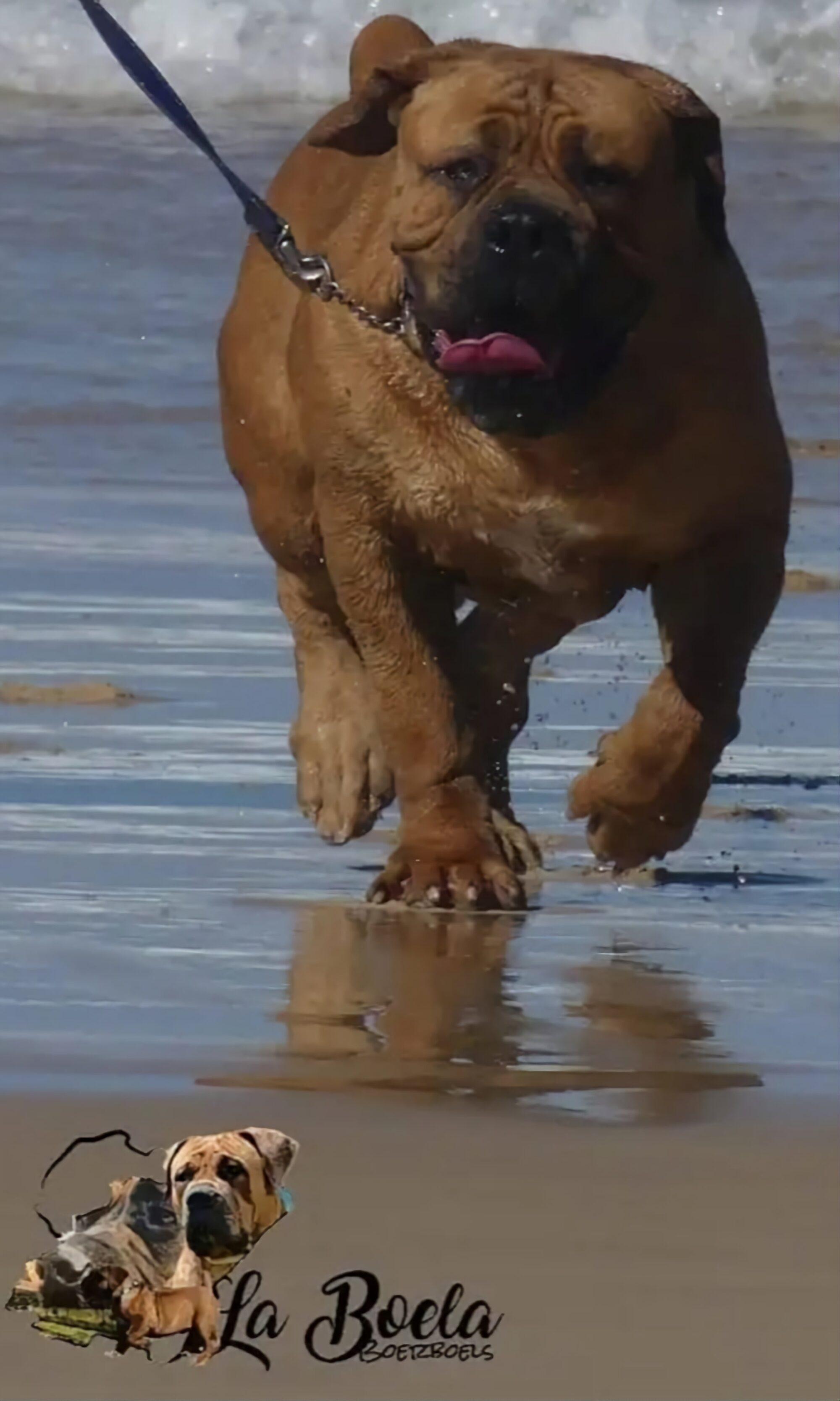 About Boerboels 7