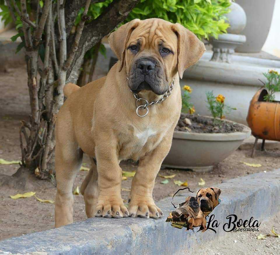 About Boerboels 8