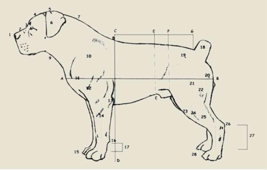 About Boerboels 1
