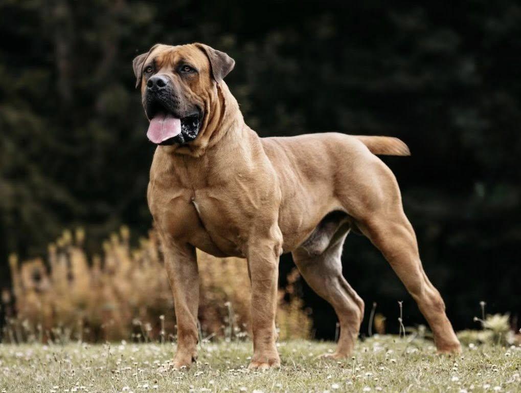 Breed history