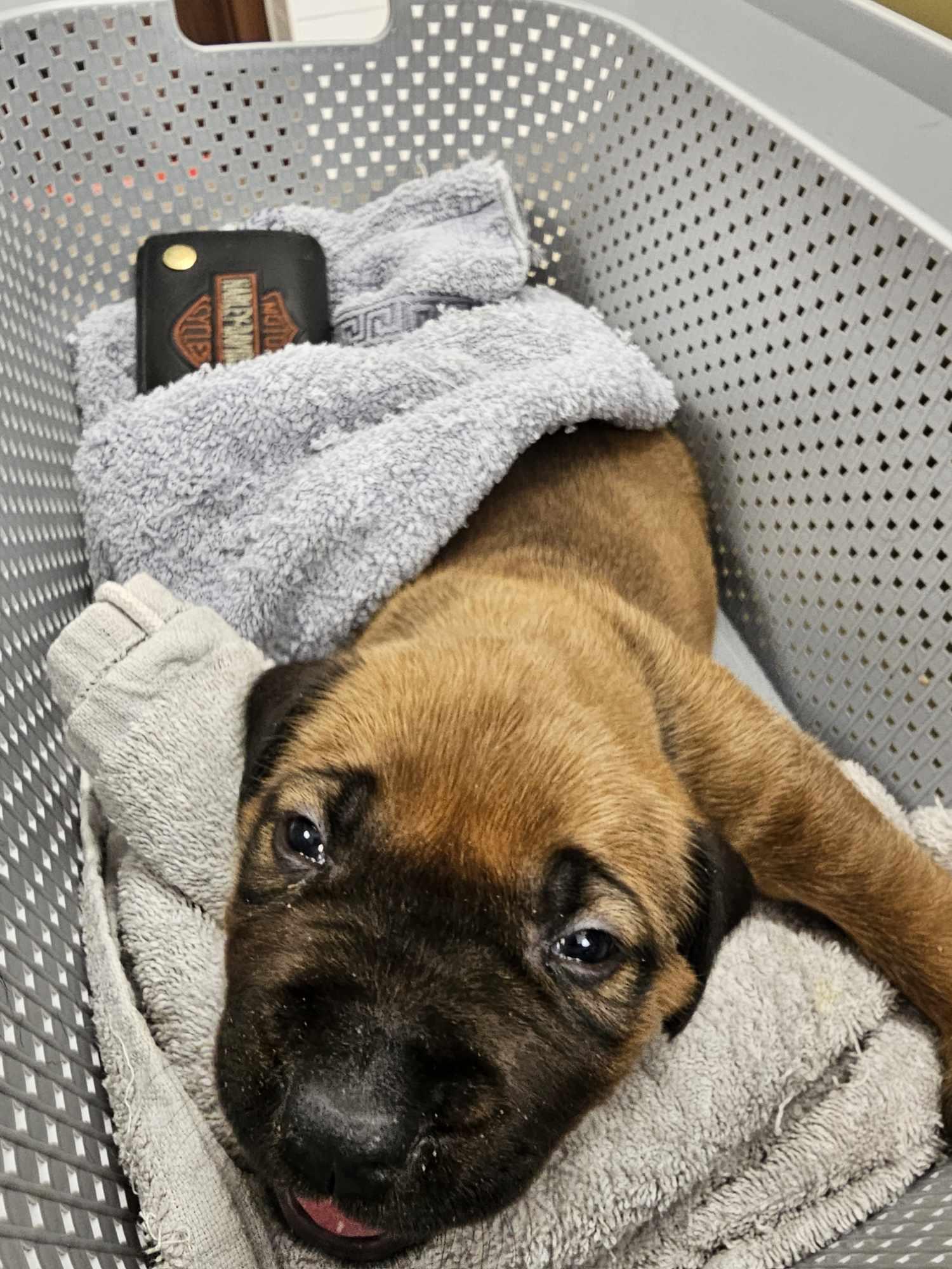 Puppies 8