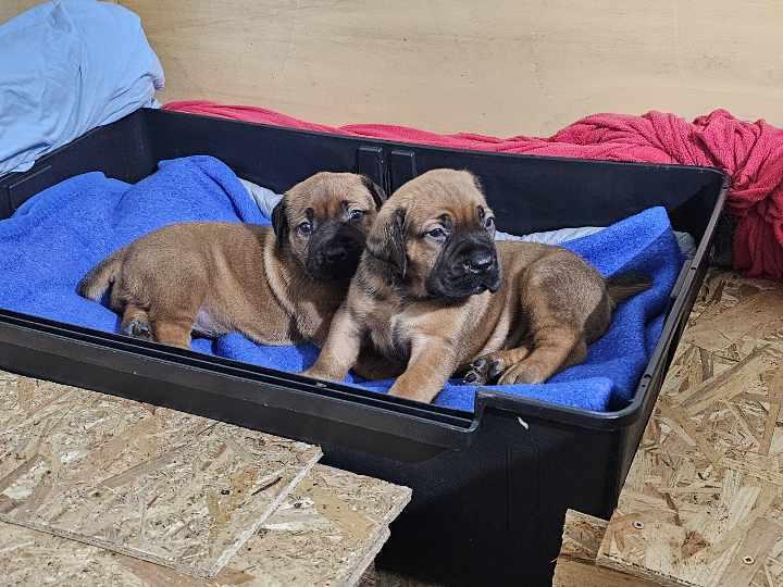 Puppies 7
