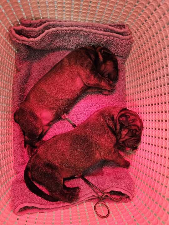 Puppies 10