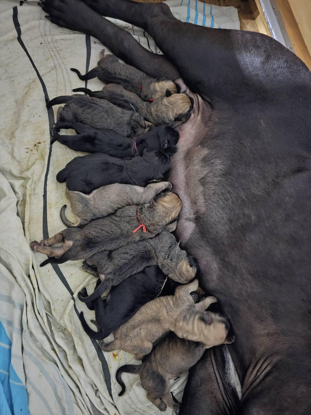 Puppies 1