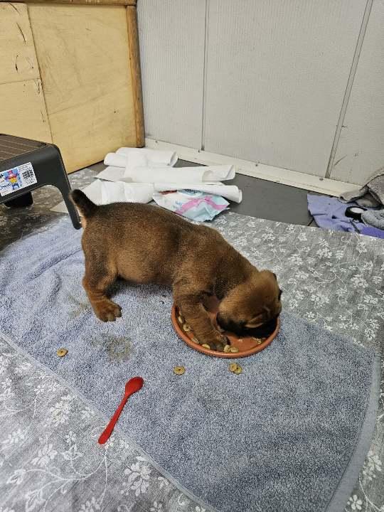 Puppies 6