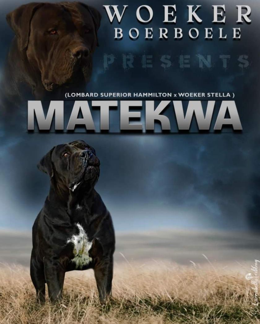 Woeker Matekwa 87.4%