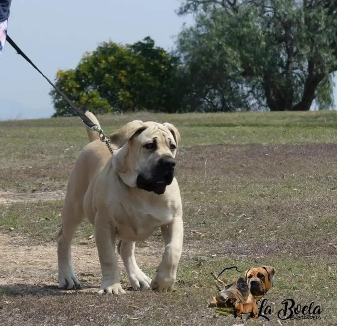 La Boela Daisy