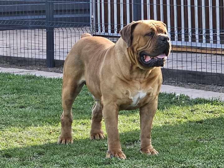 La Boela Moscow 85%