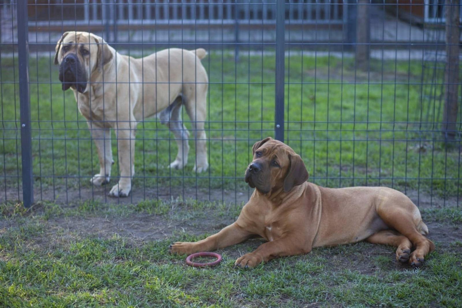 Samson Boerboels Delila 9