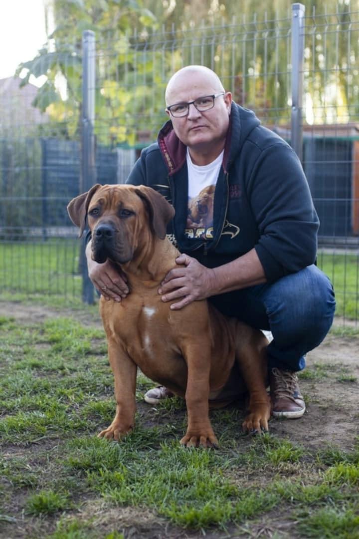 Samson Boerboels Delila 8