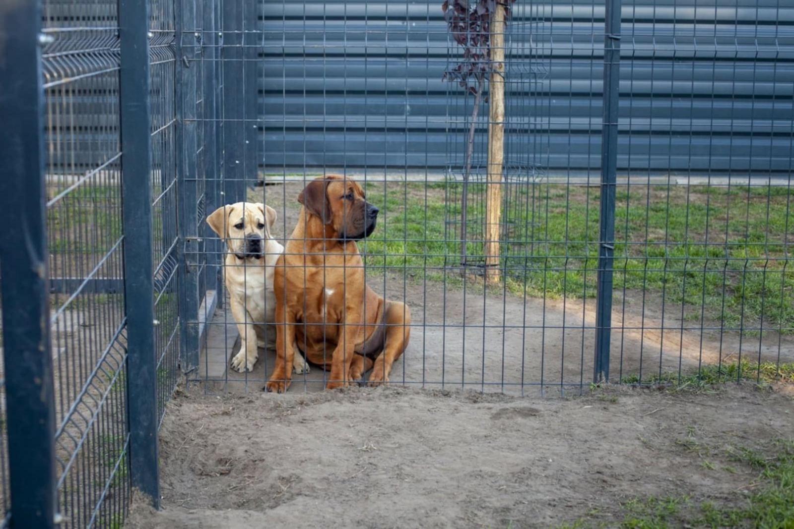 Samson Boerboels Delila 7