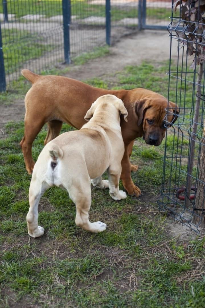 Samson Boerboels Delila 6