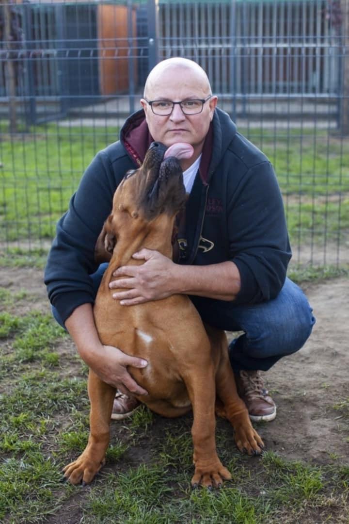 Samson Boerboels Delila 12