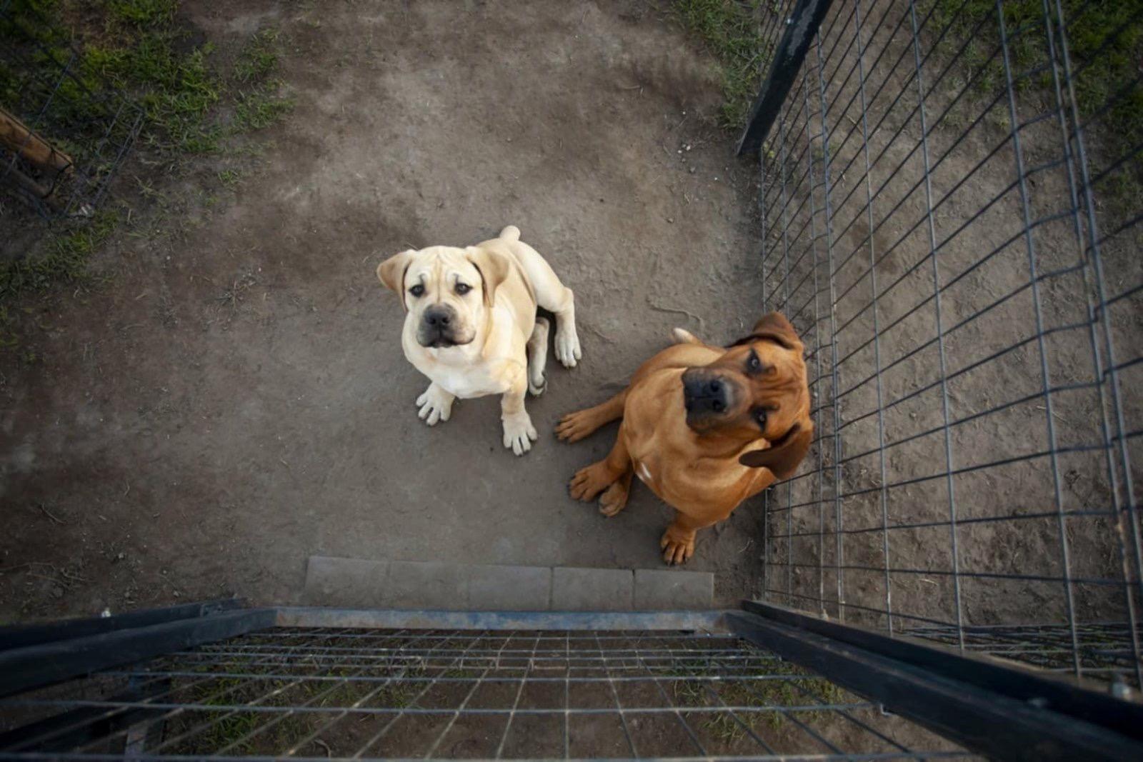 Samson Boerboels Delila 4