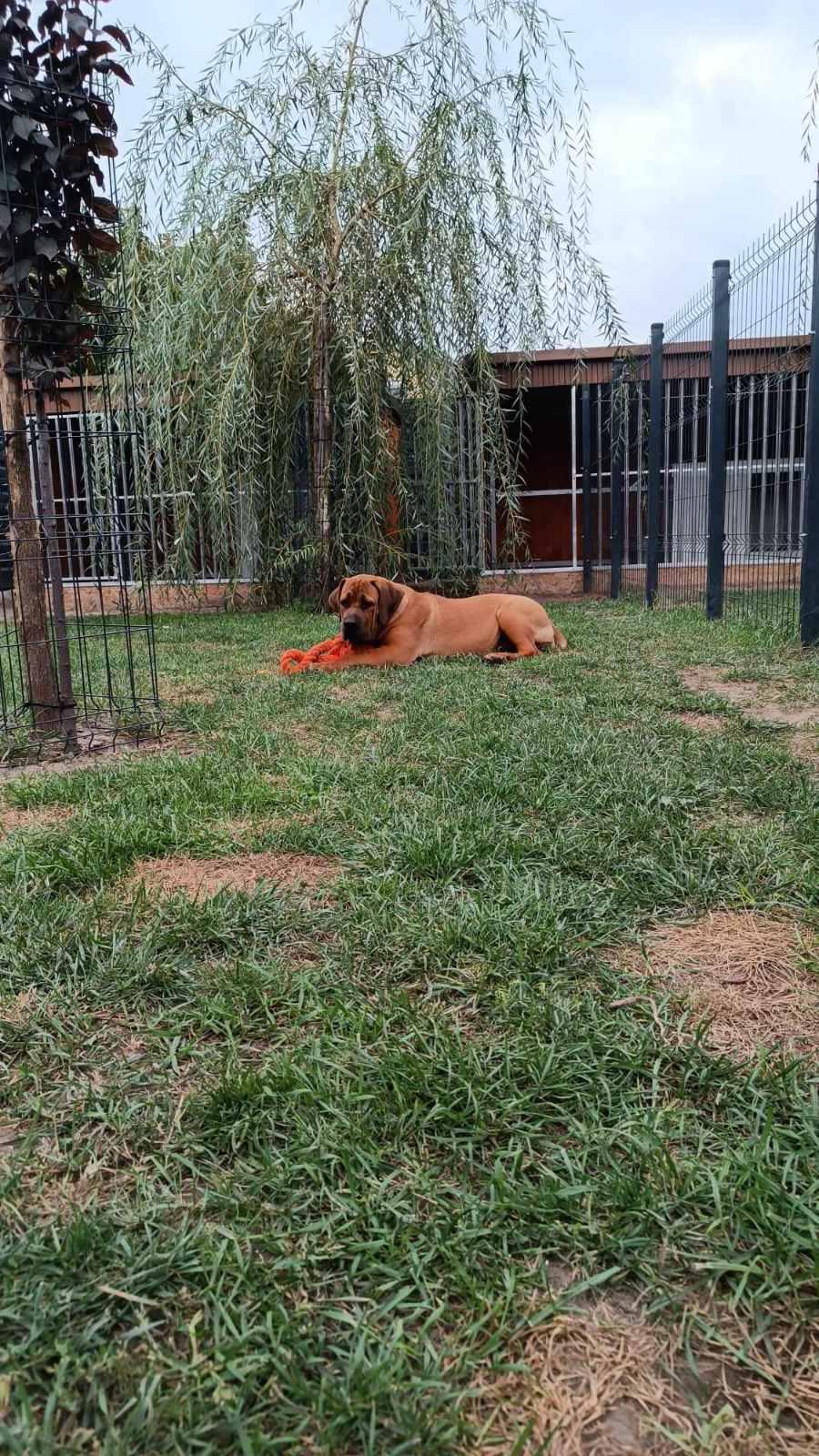 Samson Boerboels Delila 2