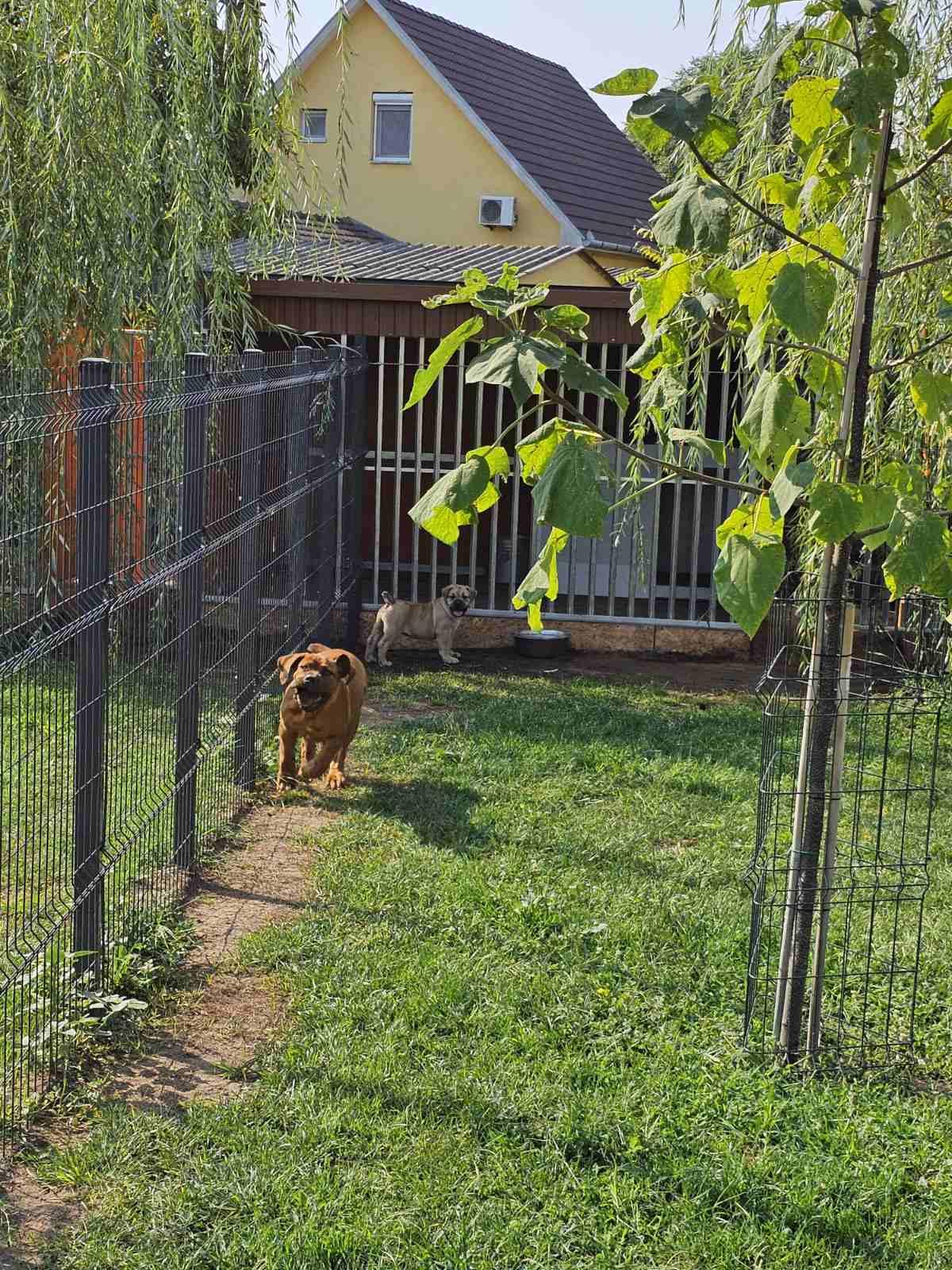 Samson Boerboels Delila 1