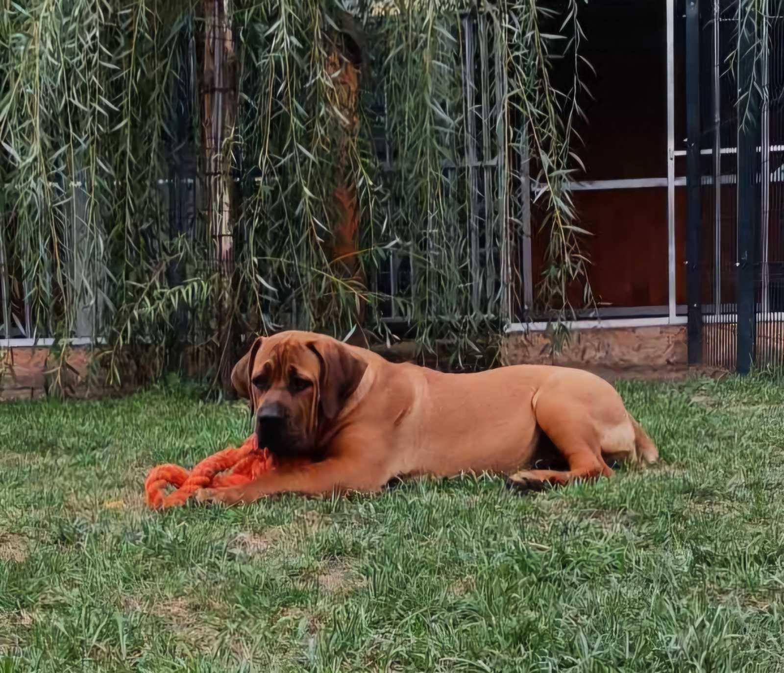 Samson Boerboels Delila 3