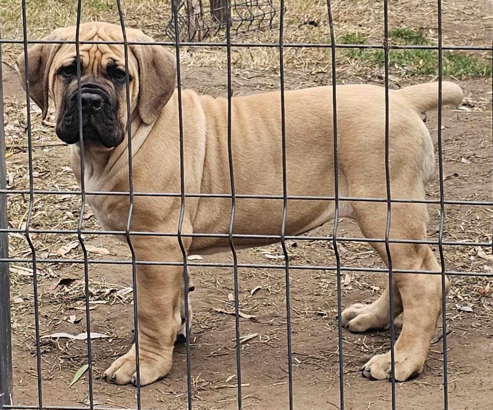 Samson Boerboels Izogie 3