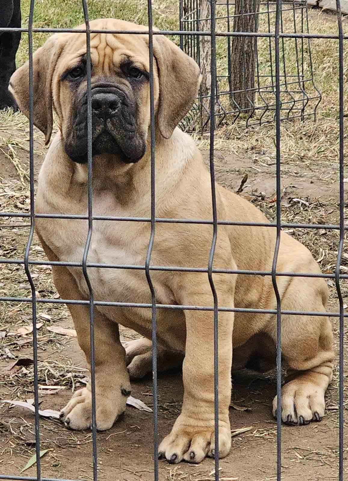 Samson Boerboels Izogie 2