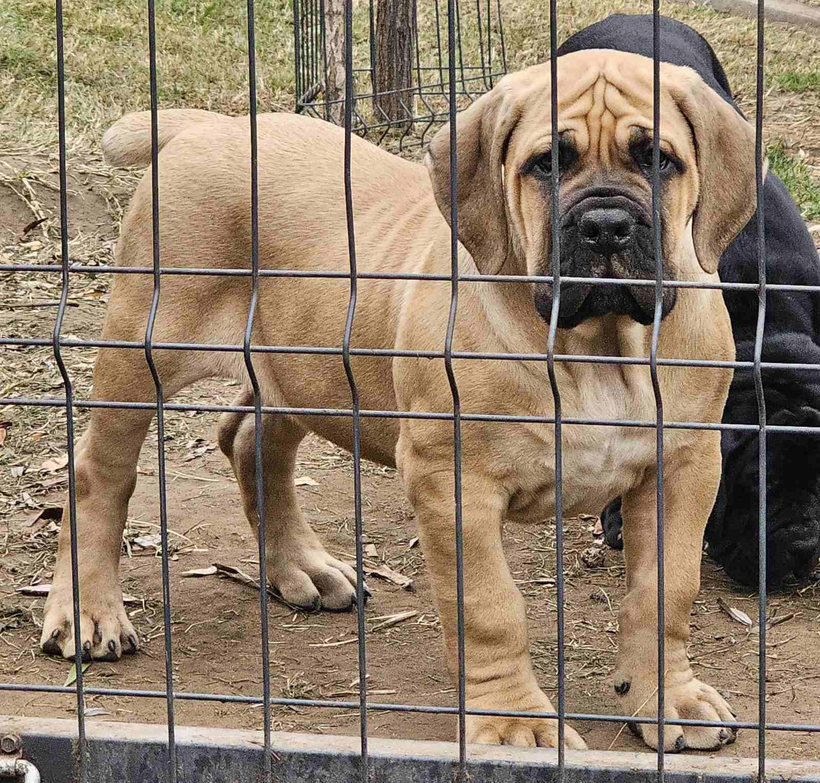 Samson Boerboels Izogie 1