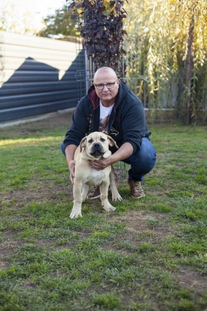 Samson Boerboels Lisa 7