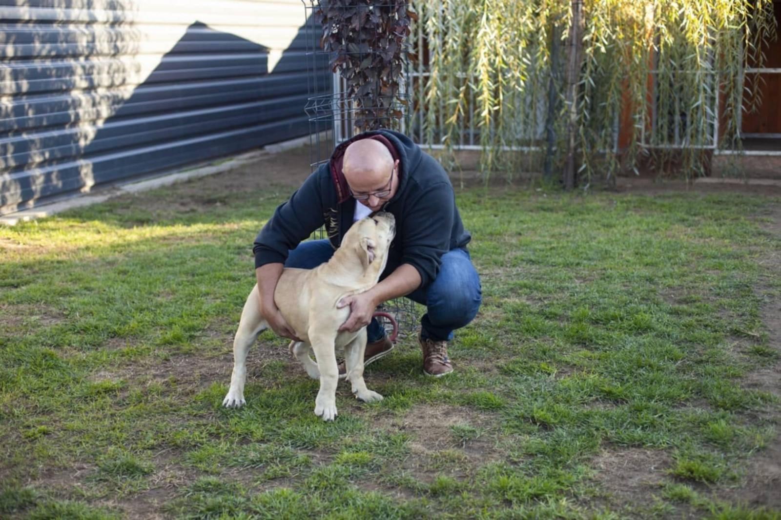 Samson Boerboels Lisa 11