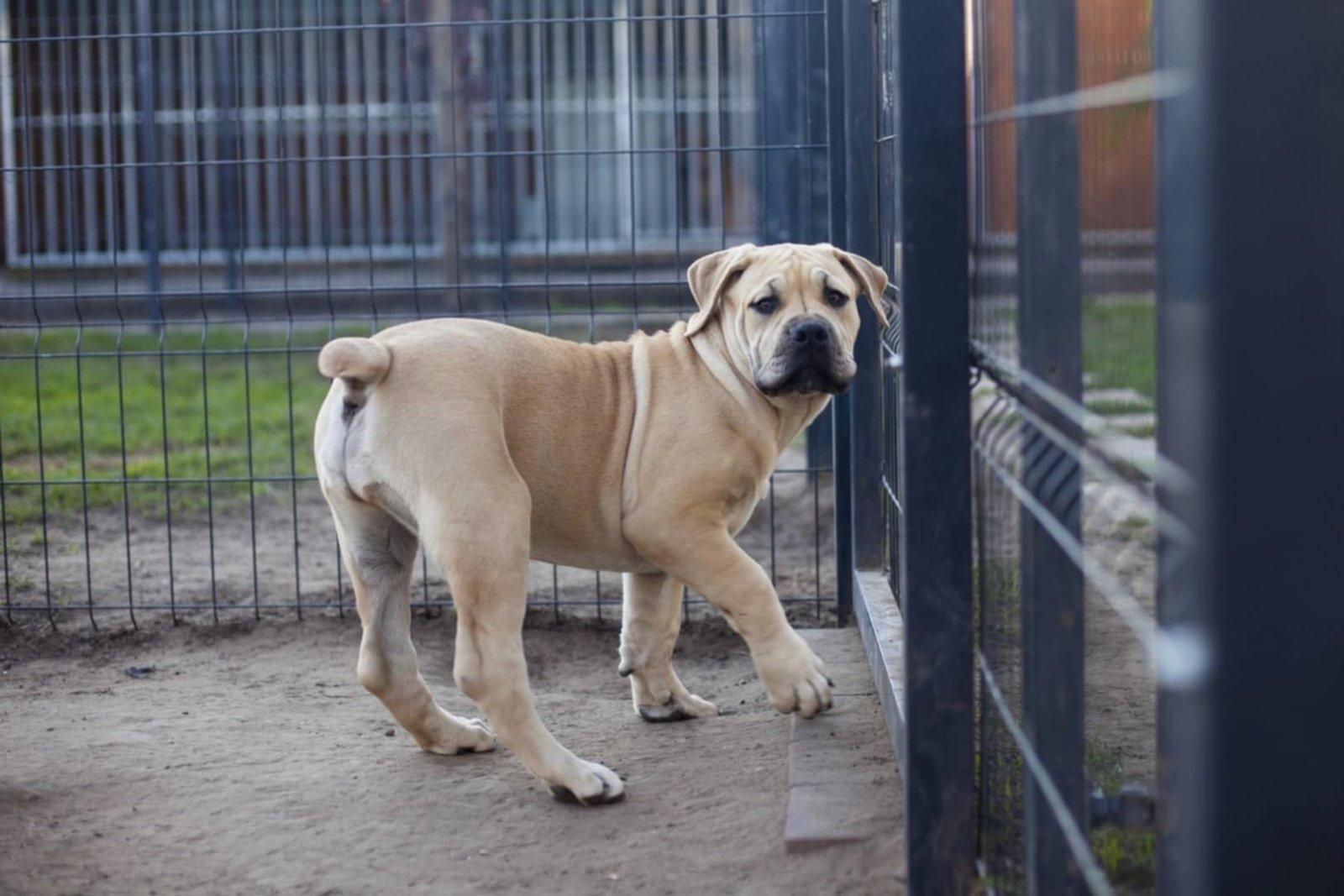 Samson Boerboels Lisa 10