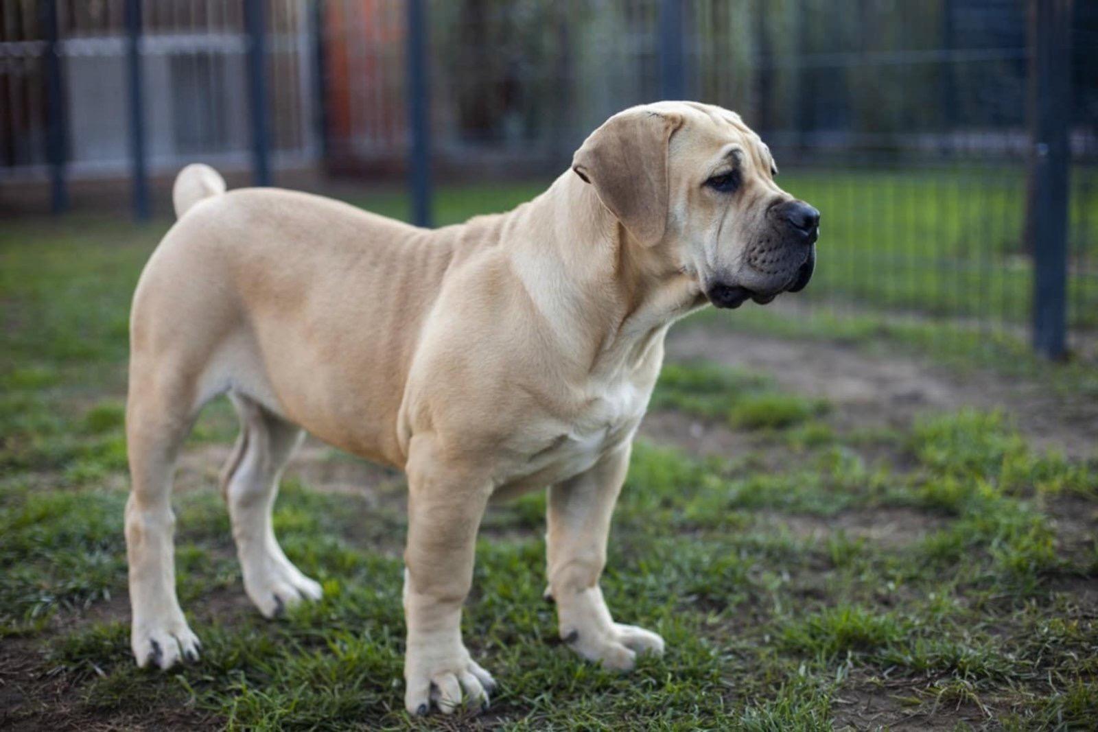 Samson Boerboels Lisa 9