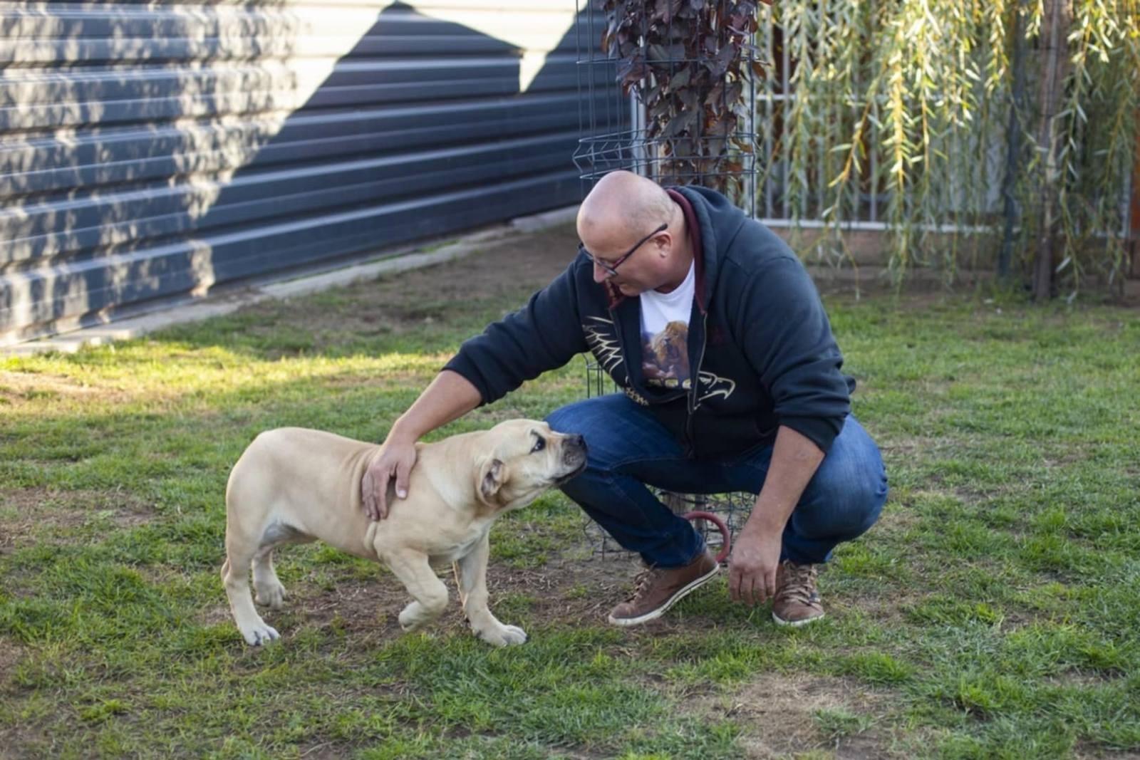 Samson Boerboels Lisa 8