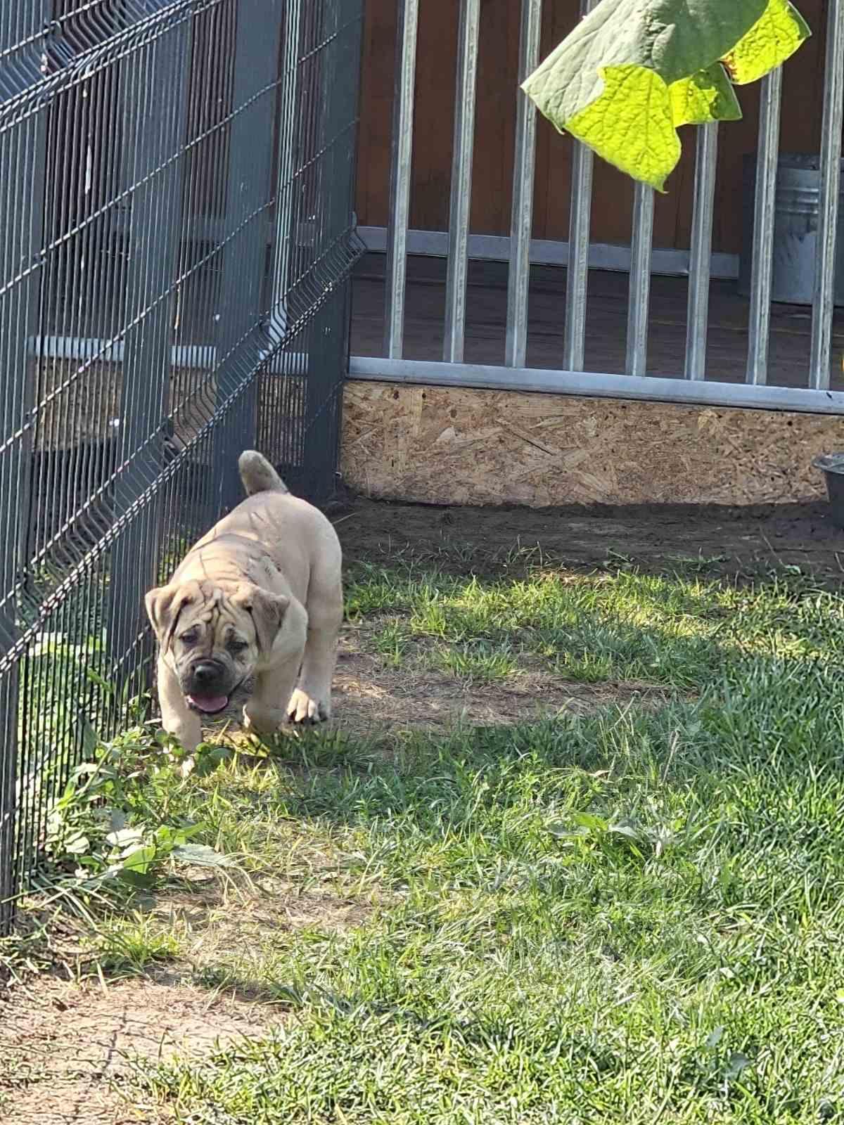 Samson Boerboels Lisa 3