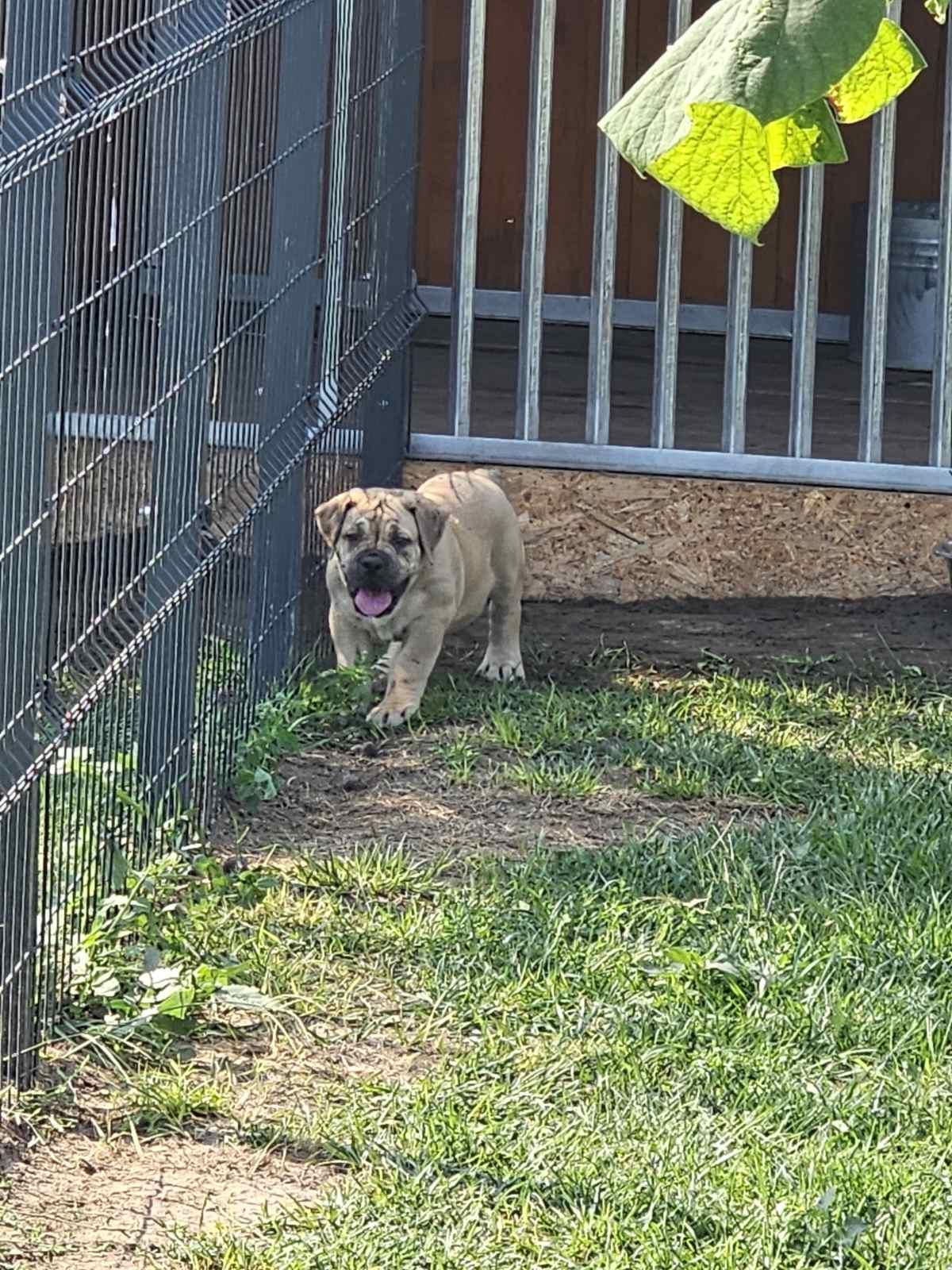 Samson Boerboels Lisa 6