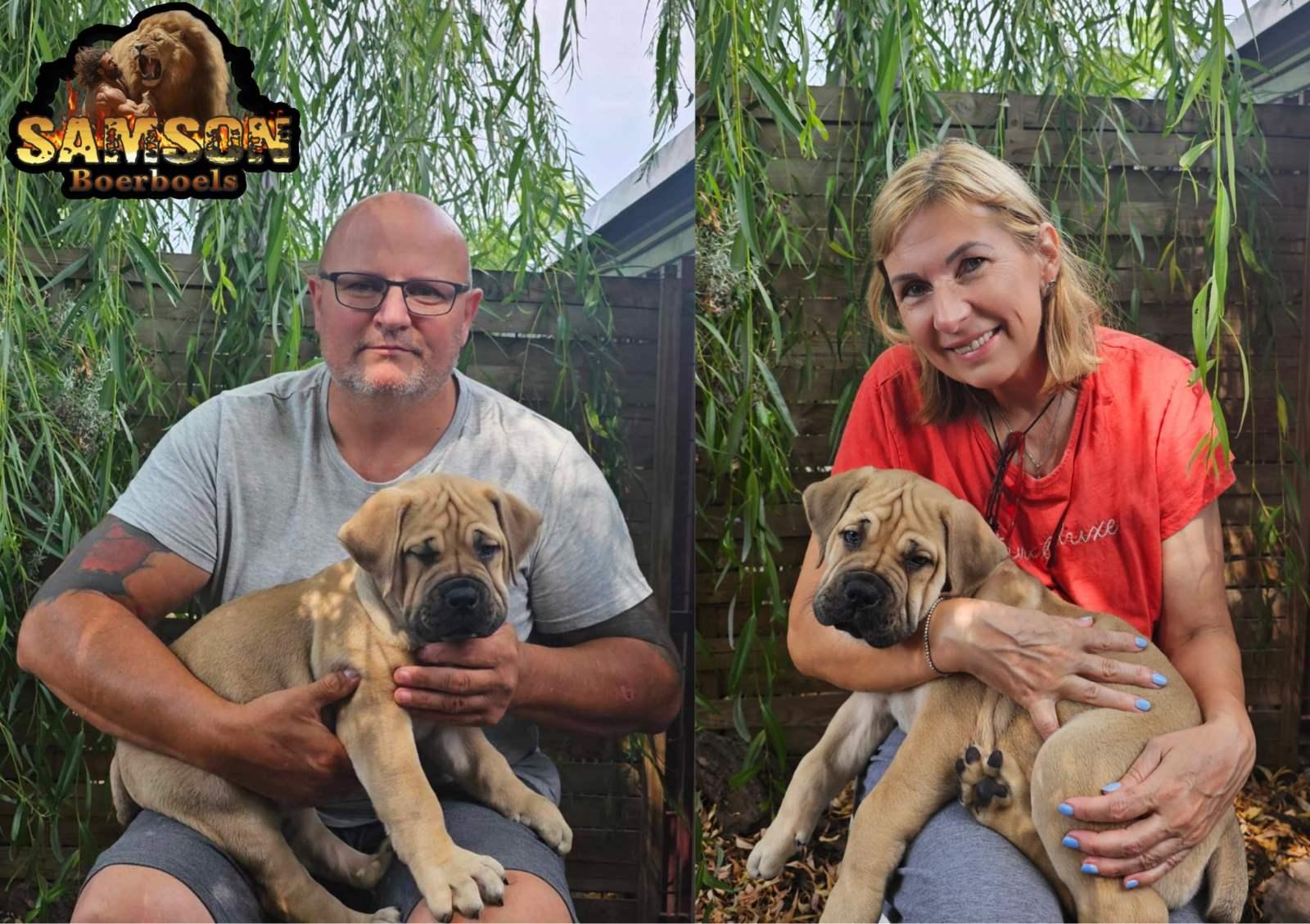 Samson Boerboels Lisa 4