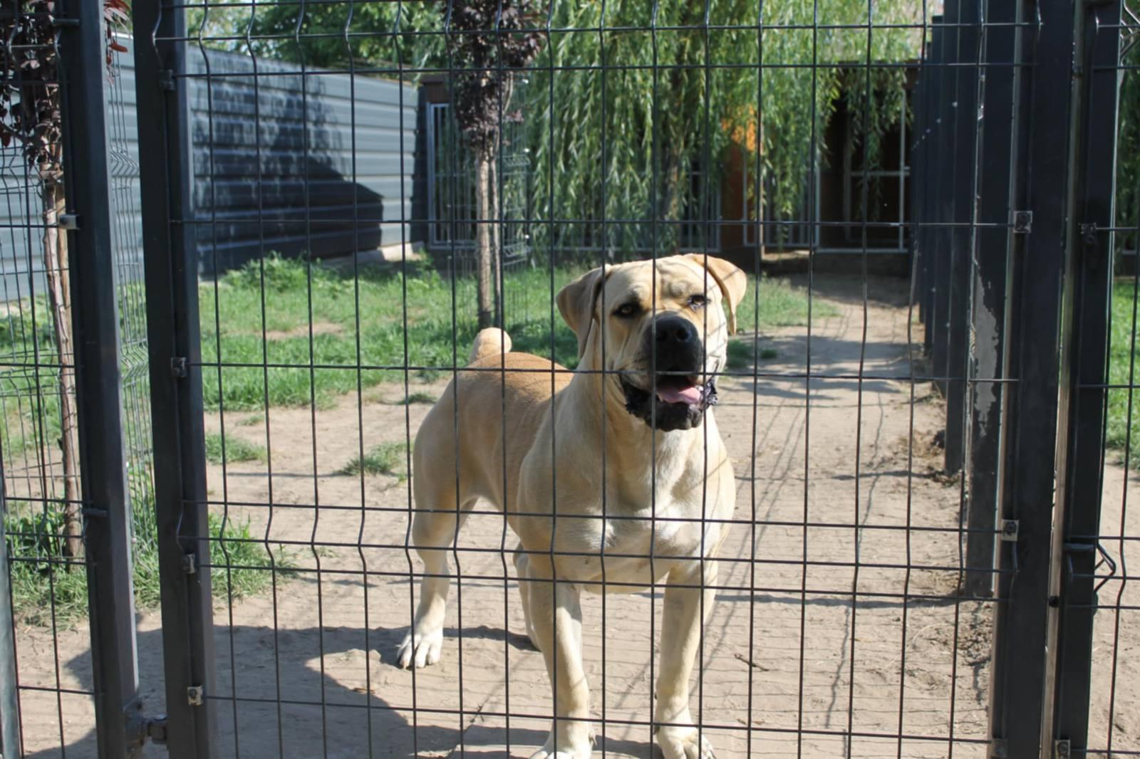 Samson Boerboels Lisa 1