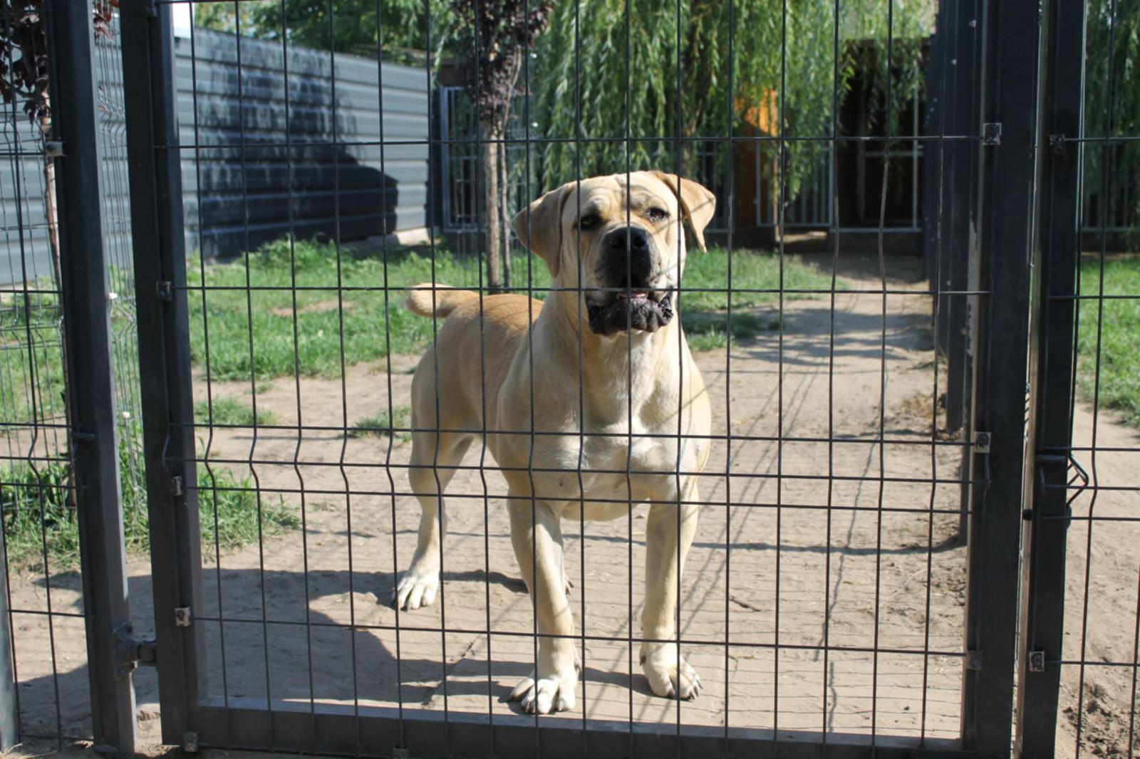 Samson Boerboels Lisa 2