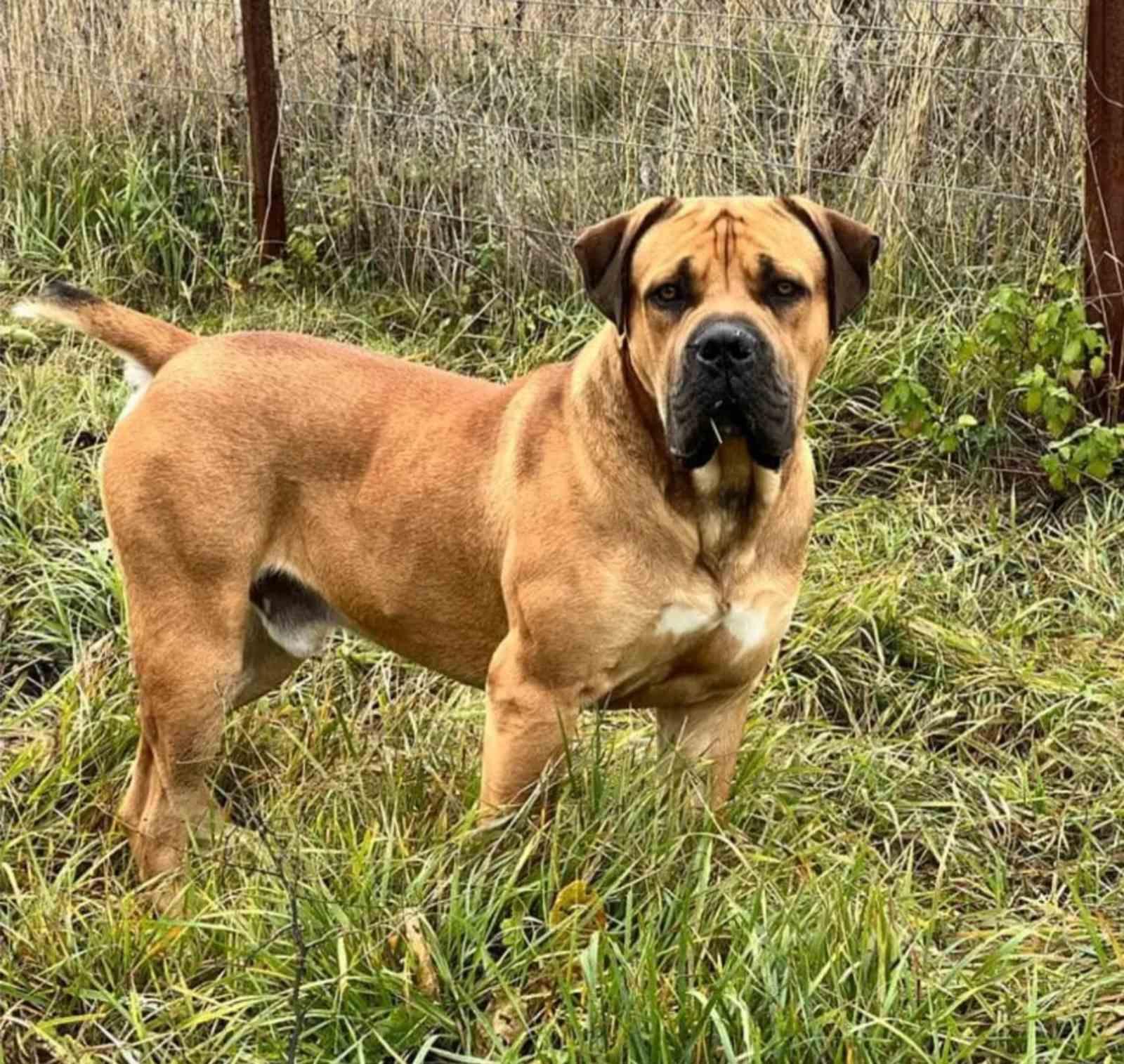 Ysterhart Oscar 80.5% 3