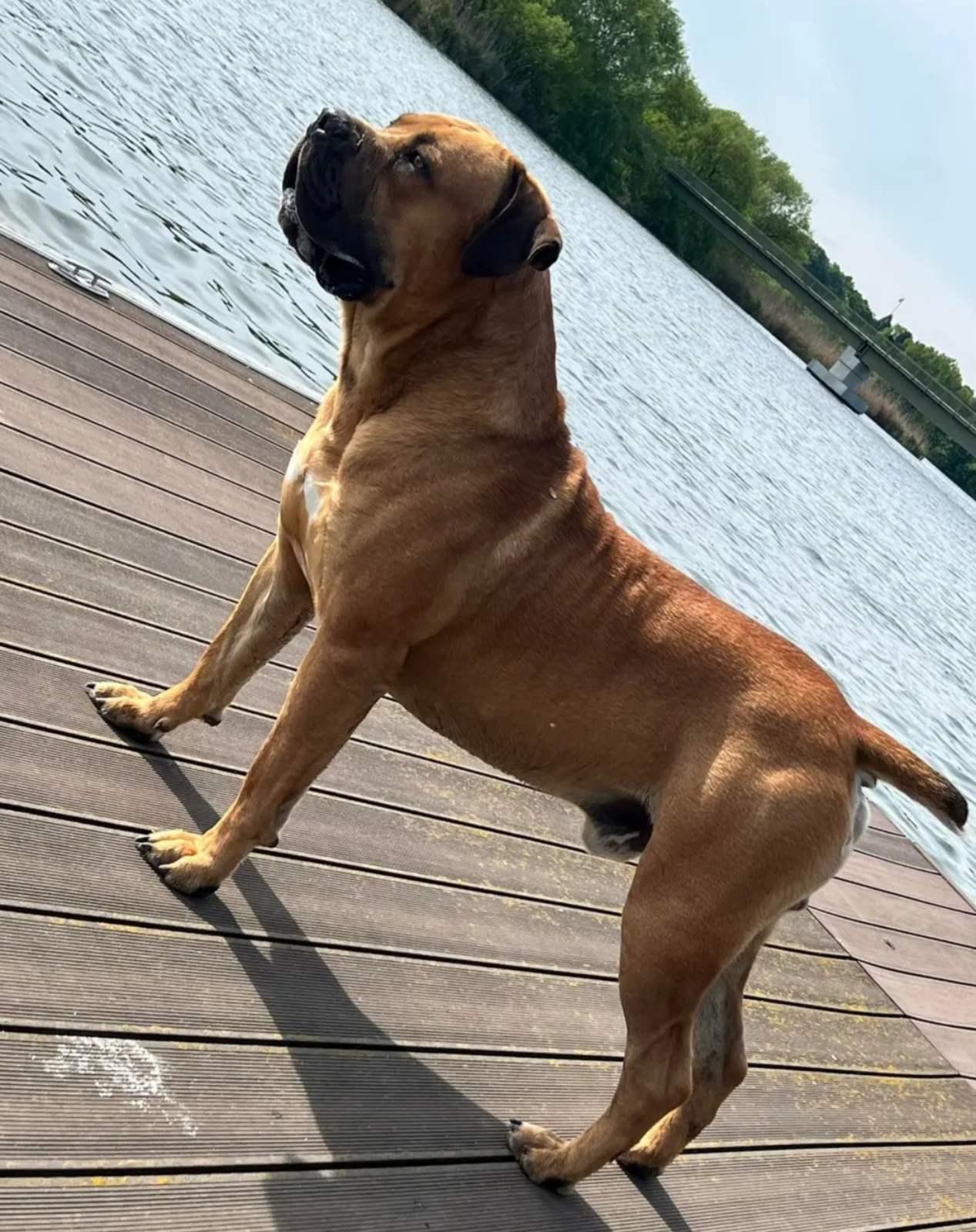Ysterhart Oscar 80.5% 1