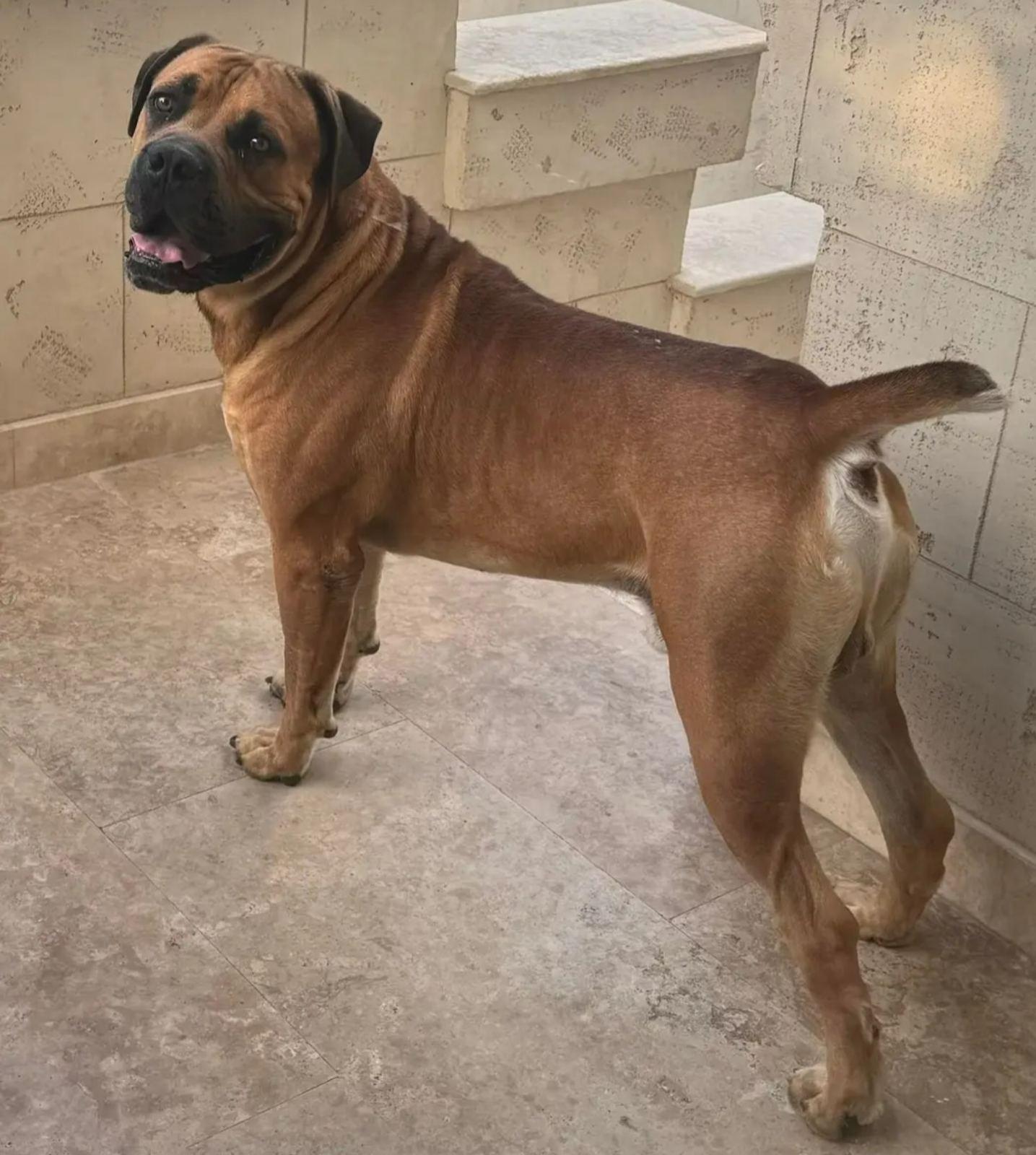 Ysterhart Oscar 80.5% 2