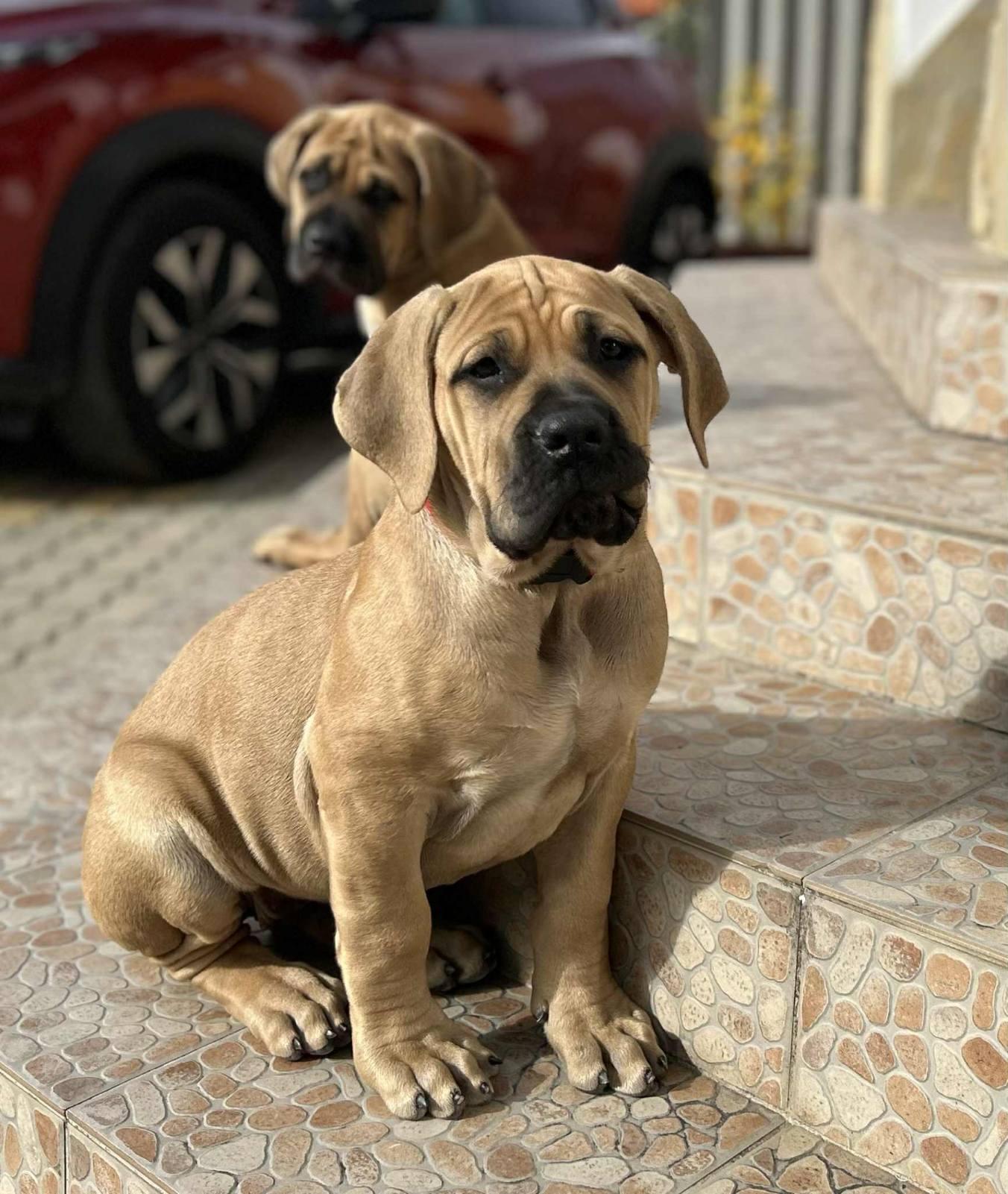 My Homebred Dogs with Families