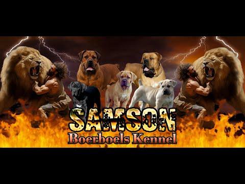 BOERBOEL & MEGBÍZHATÓ TENYÉSZTŐK: SAMSON BOERBOEL, SZILÁGYI BARNABÁS, AFRICAN MASTIFF,