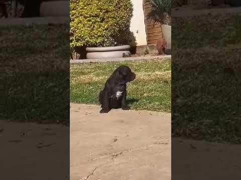 Daenerys video 1