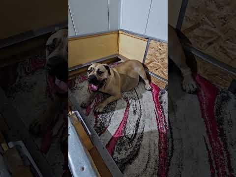 Masodik Alom 2