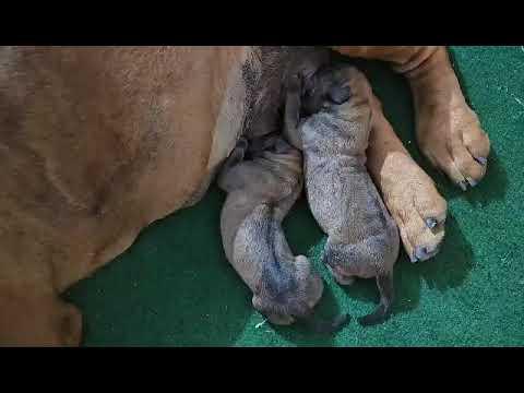 puppys 2