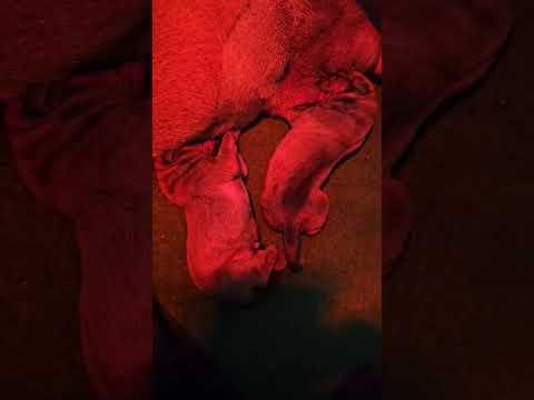 Puppys 1