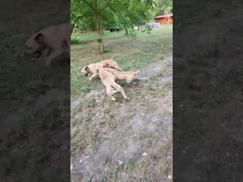 Samson Boerboel Camelot & Samson Boerboel Yara 2