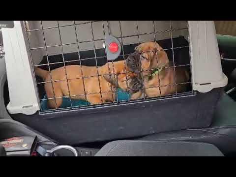 Puppys 4