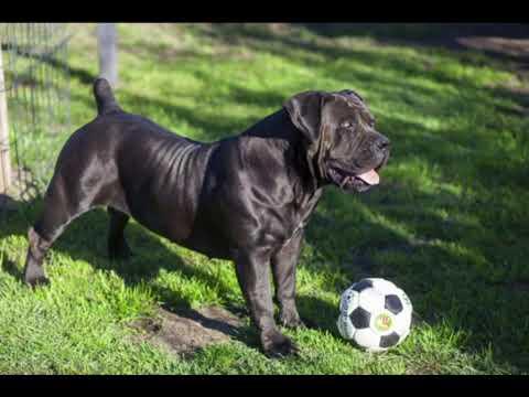 La Boela Daenerys - Afrika Billion pairing